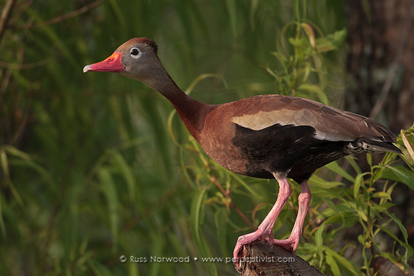 Male Tree Duck