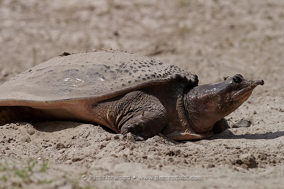 Florida Softshell