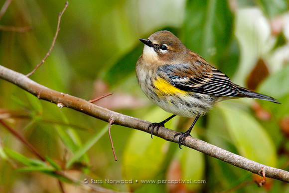 Yellow Rumped Warbler