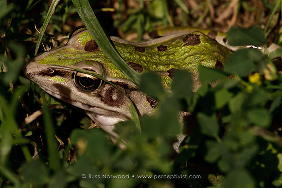 Southern Leopard Frog