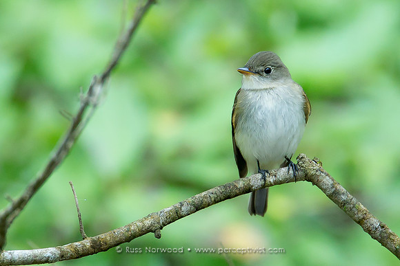 Least Flycatcher