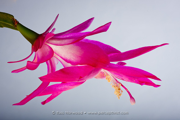 Christmas Cactus