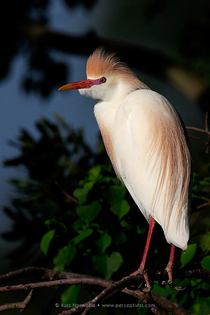 Cattle Egret