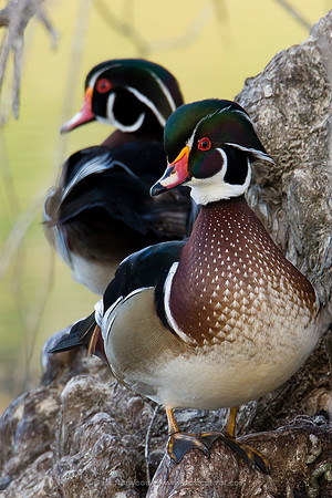 Wood Ducks