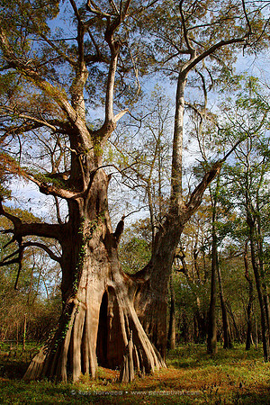 World's Largest Cypress