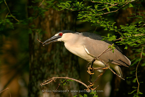 Nesting Black Crowned Night Heron