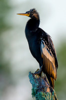 Anhinga