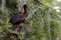 White Faced Ibis on Nest