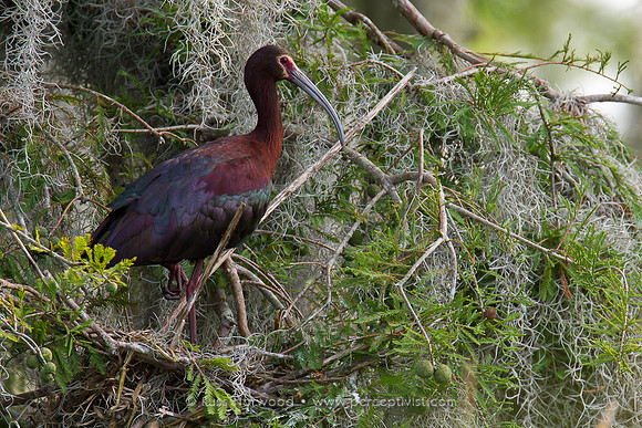 White Faced Ibis on Nest