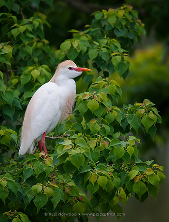 Cattle Egret in Tallow Tre