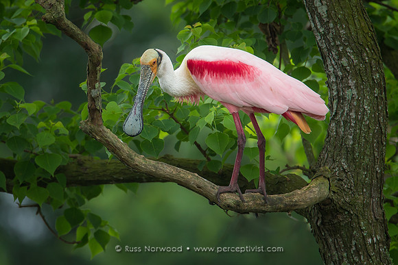 Roseate Spoonbill in Tallow Tree