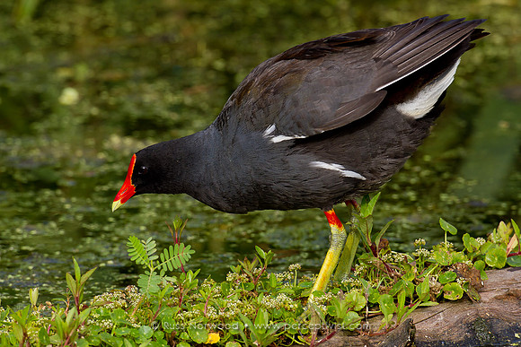Common Moorhen