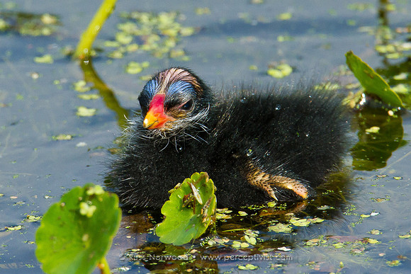 Moorhen Chick