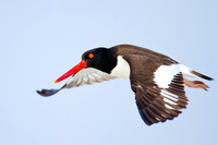 American Oystercatcher