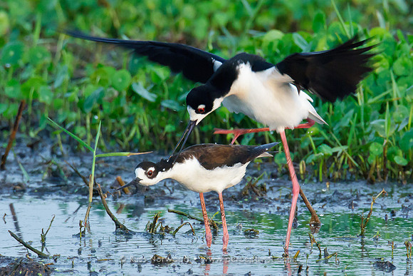 Black Necked Stilt Copulation Sequence
