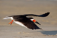 Skimmer Flyby
