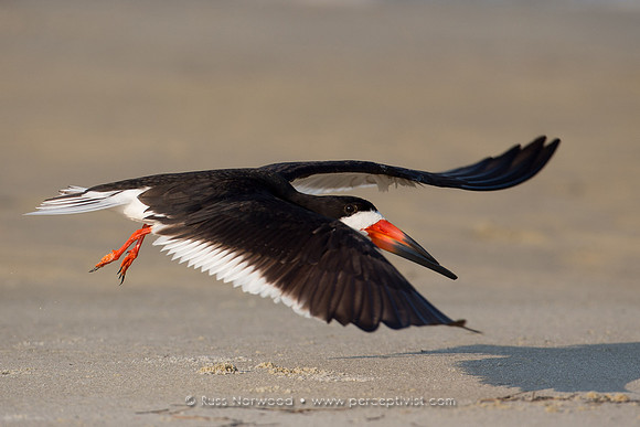 Skimmer Flyby