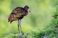 White Faced Ibis Juvenile