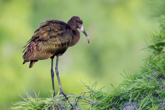 White Faced Ibis Juvenile
