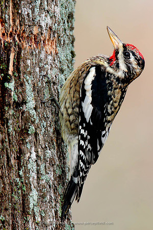 Yellow Bellied Sapsucker