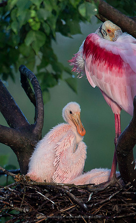 Nesting Spoonbill