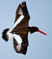 American Oystercatcher