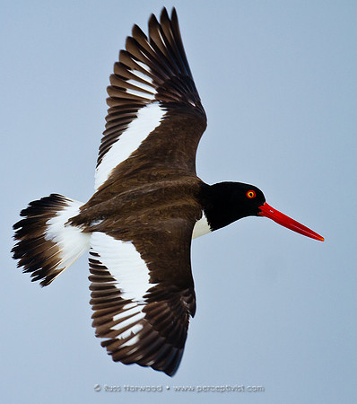 American Oystercatcher