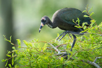 Juvenile White Faced Ibis