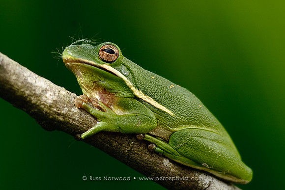 Green Tree Frog