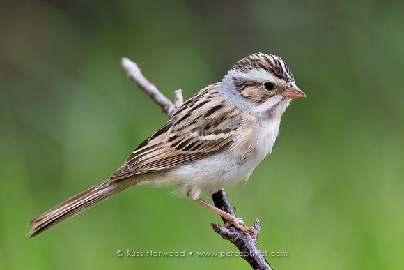 Clay Colored Sparrow