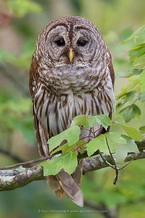 Barred Owl
