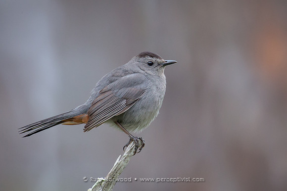 Gray Catbird