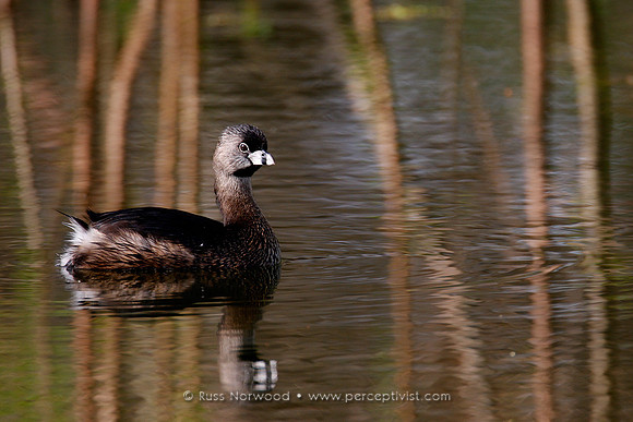 Pied Billed Grebe