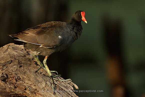 Common Moorhen