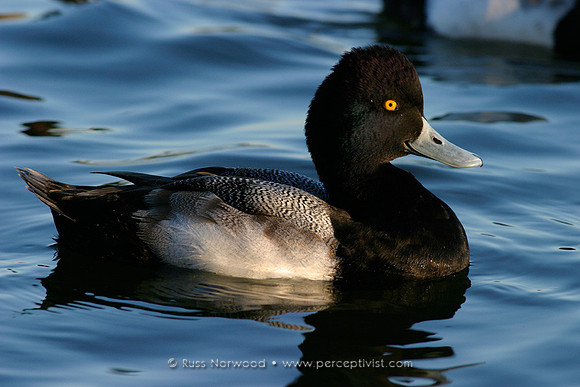Scaup