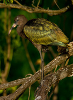White Faced Ibis Juvenile