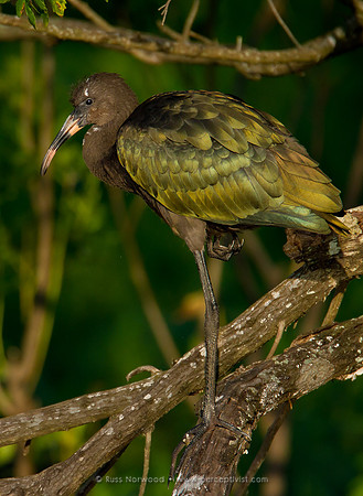 White Faced Ibis Juvenile