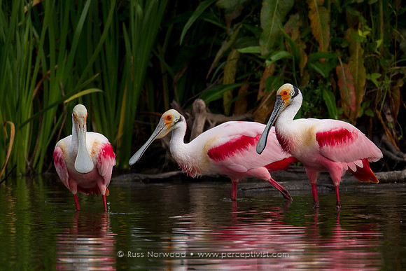 Roseate Spoonbills