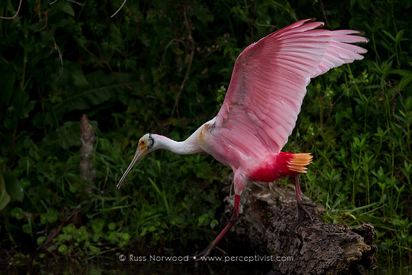 Roseate Spoonbill