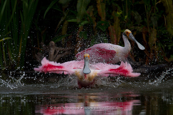 Roseate Spoonbill Bathing