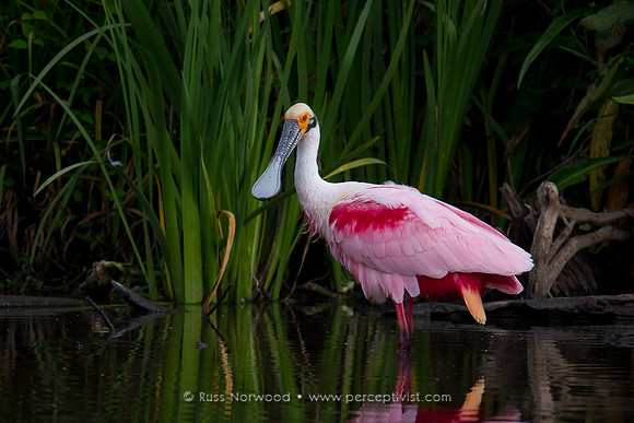 Roseate Spoonbill