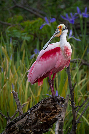 Roseate Spoonbill