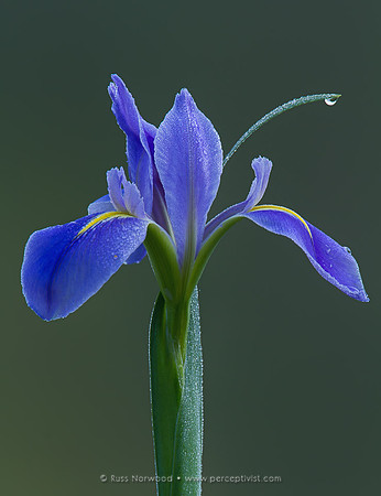 Louisiana Iris