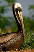Brown Pelican Nesting