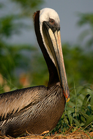 Brown Pelican Nesting