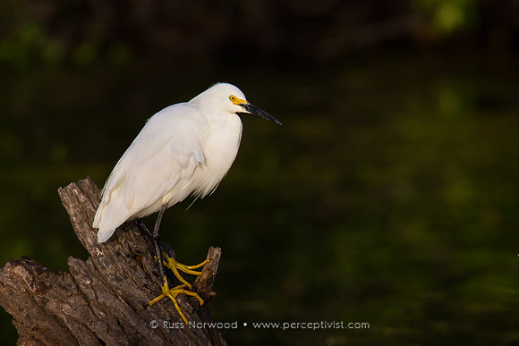 Snowy Egret