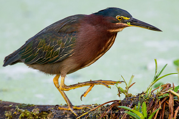 Green Heron Stepping Out