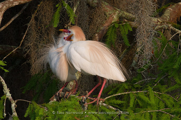 Cattle Egret Courtship 4
