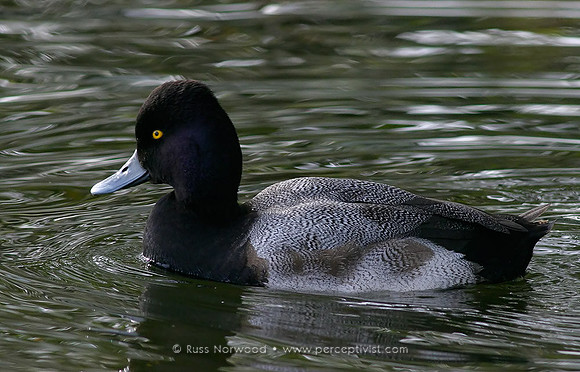 Scaup