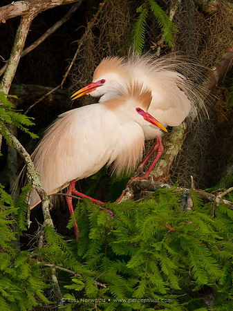 Courting Cattle Egrets